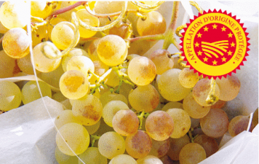 Le Chasselas Pionnier